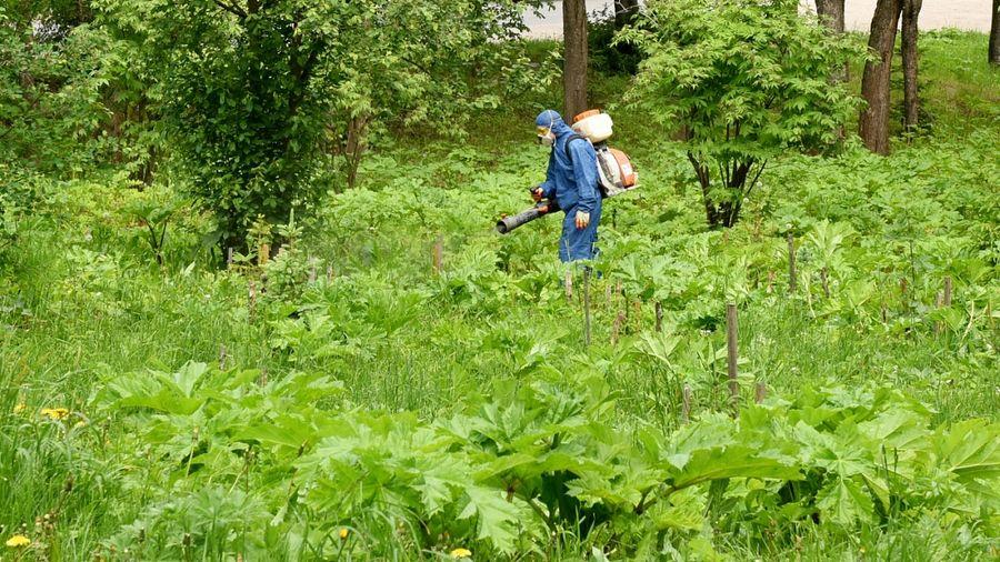 обработка от борщевика